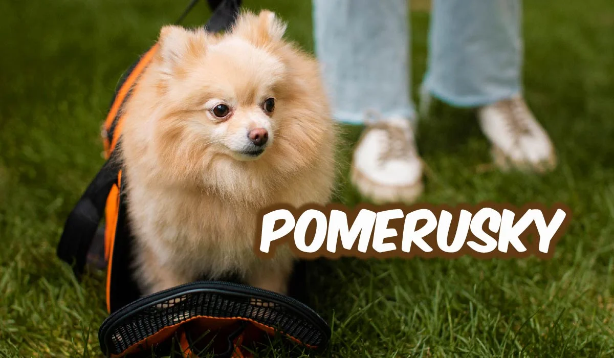 The Pomerusky: The Perfect Mix of Cuteness and Adventure
