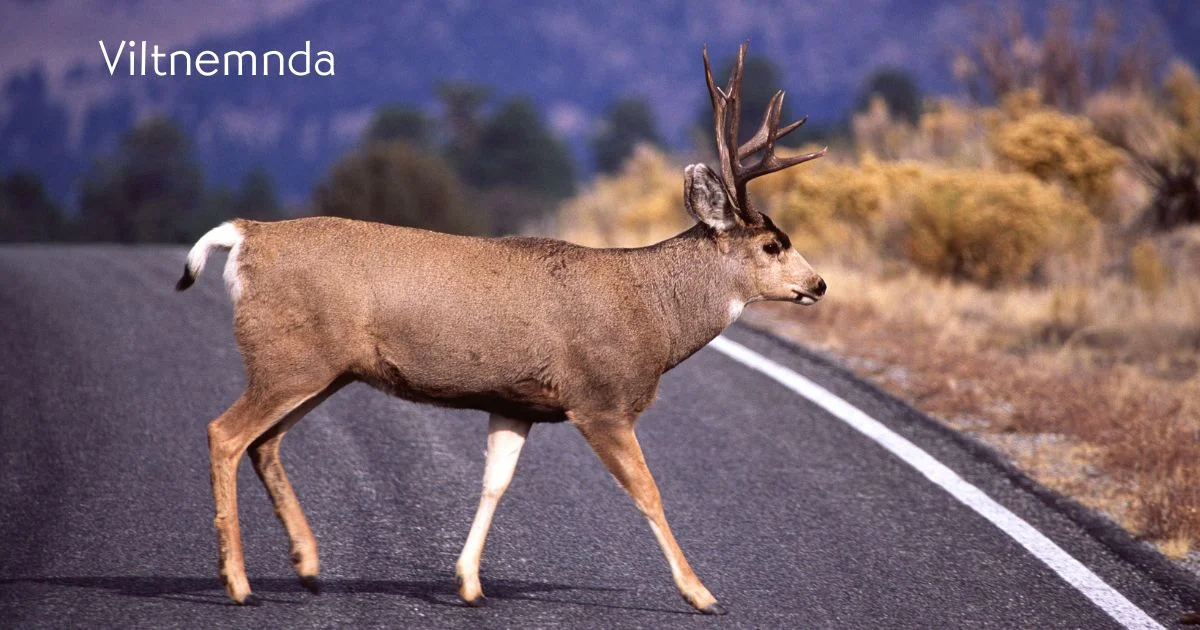 Understanding Viltnemnda: The Wildlife Tribunal of Norway